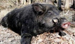 野猪在线观看,揭秘神秘野猪生活，带你走进原始森林