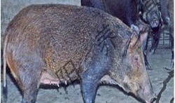 野猪在线观看,揭秘神秘野猪生活，带你走进原始森林