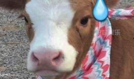 娱乐吃瓜酱猫,揭秘娱乐圈那些不为人知的幕后故事