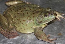 爆料养殖牛蛙视频大全,视频大全带你一探究竟