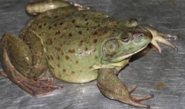 爆料养殖牛蛙视频大全,视频大全带你一探究竟