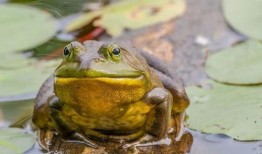 爆料养殖牛蛙视频大全,视频大全带你一探究竟