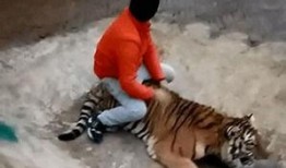 美女饲养员爆料视频,与野生动物的温馨互动瞬间