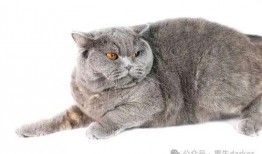 胖猫事件进展最新爆料视频,揭秘背后惊人真相