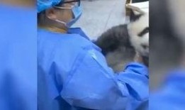 美女饲养员爆料视频,与野生动物的温馨互动瞬间