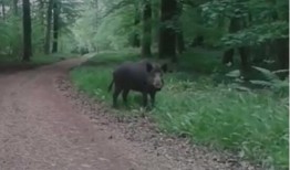 野猪在线观看,揭秘神秘野猪生活，带你走进原始森林