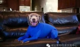史蒂夫训犬爆料视频大全