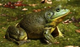 爆料养殖牛蛙视频大全,视频大全带你一探究竟