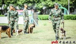 史蒂夫训犬爆料视频大全