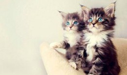 娱乐吃瓜酱猫,揭秘娱乐圈那些不为人知的幕后故事