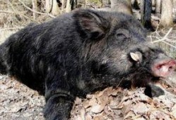 野猪在线观看,揭秘神秘野猪生活，带你走进原始森林