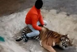 美女饲养员爆料视频,与野生动物的温馨互动瞬间