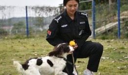 警花与警犬在线观看,热血追踪，守护平安的忠诚伴侣